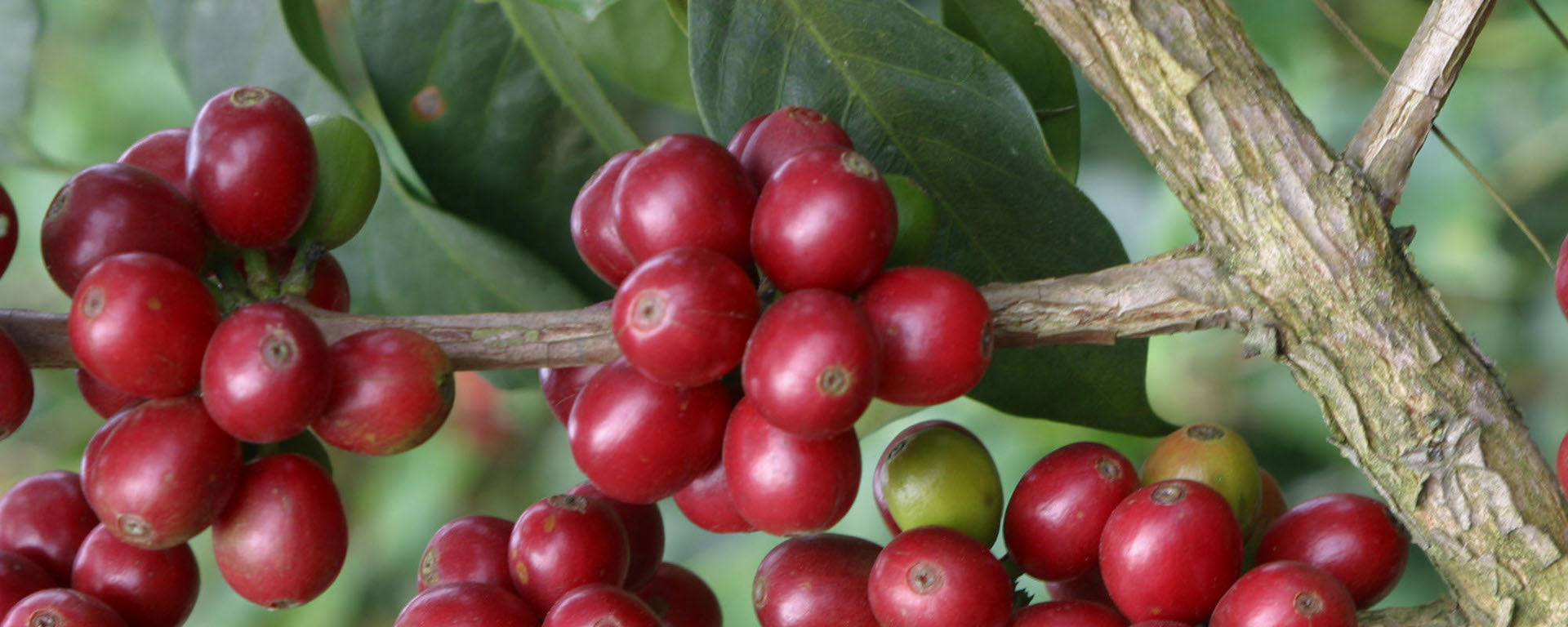 Guatemala